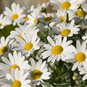 Meet your Posher, Chantel